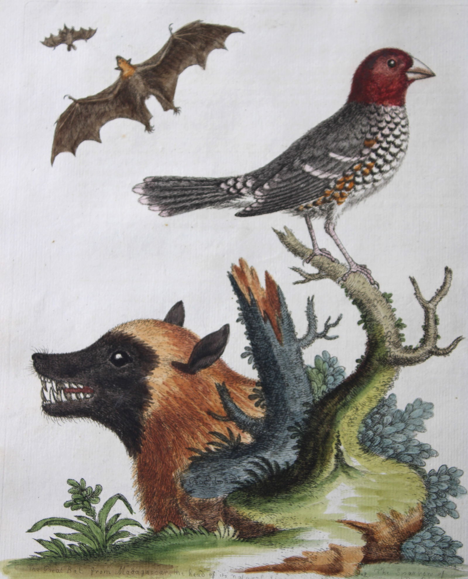 George Edwards - Engraving of the Sparrow of Paradise 1750 (1 of 2)