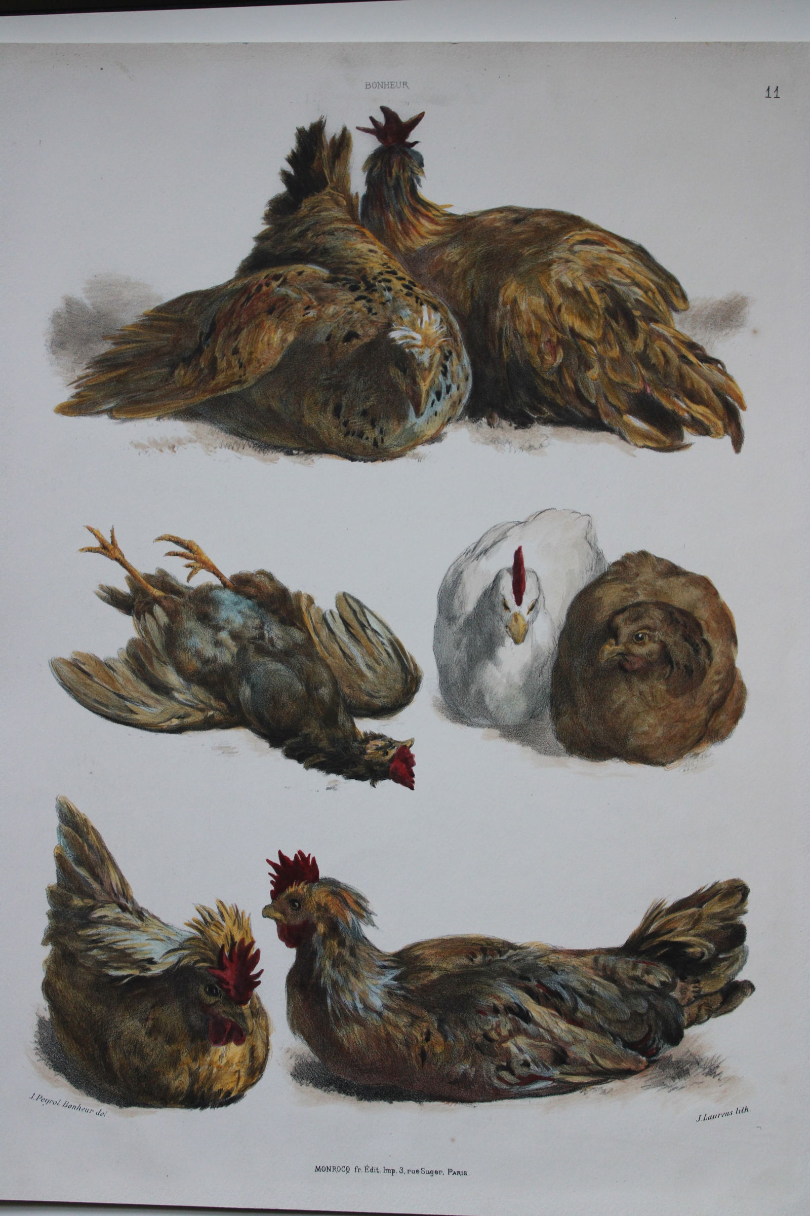 Juliette Peyrol Bonheur - Lithograph of poultry, late 19th century (1 of 1)