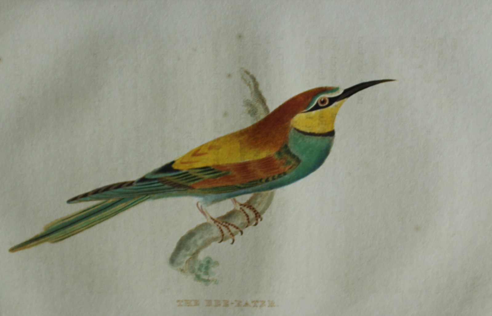 Baron Cuvier - The Bee-eater 1829: This antique engraving is from the English edition of The Animal Kingdom by Baron Georges Cuvier. Published by GB Whittaker & Co, London 1828-29.Artists who contributed to this work were Landseer, Sow