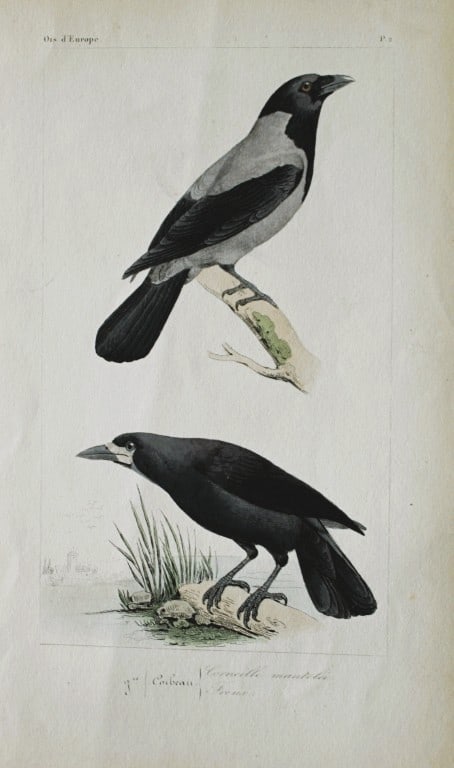 Charles Lemaire - Crow and Rook from Birds of Europe 1864 (1 of 1)