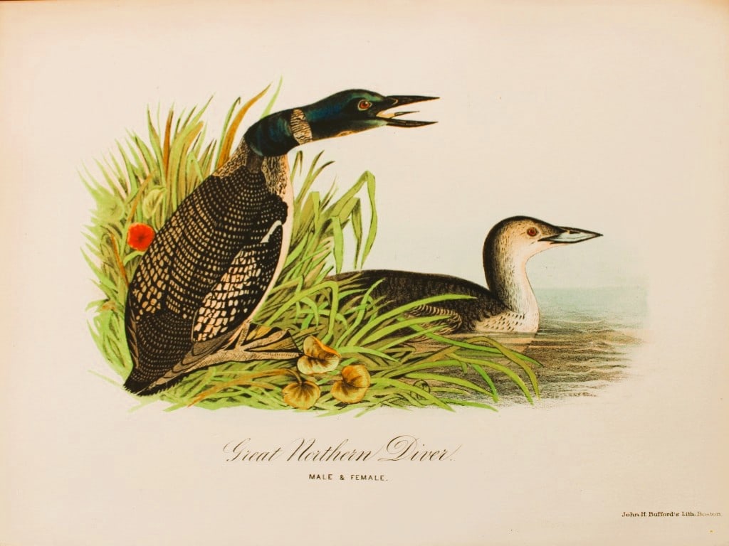 Edward Samuels - 4 prints of American birds 1868: These prints are from Ornithology and Oology of New England by Edward A Samuels. Published by Nichols and Noyes, Boston 1868. Containing Full Descriptions of the Birds of New England, and Adjoining St