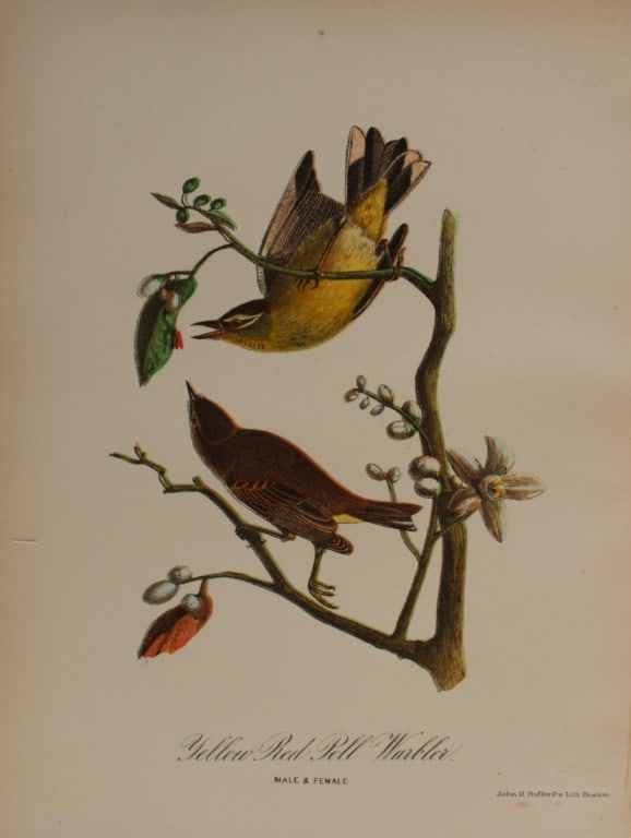Edward Samuels - 4 prints of American birds 1868 (1 of 4)