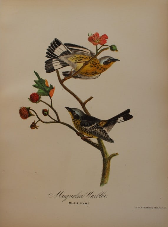 Edward Samuels - 4 prints of American birds 1868: These prints are from Ornithology and Oology of New England by Edward A Samuels. Published by Nichols and Noyes, Boston 1868. This lot comprises Magnolia Warbler, Black-throated Blue Warbler, Maryland