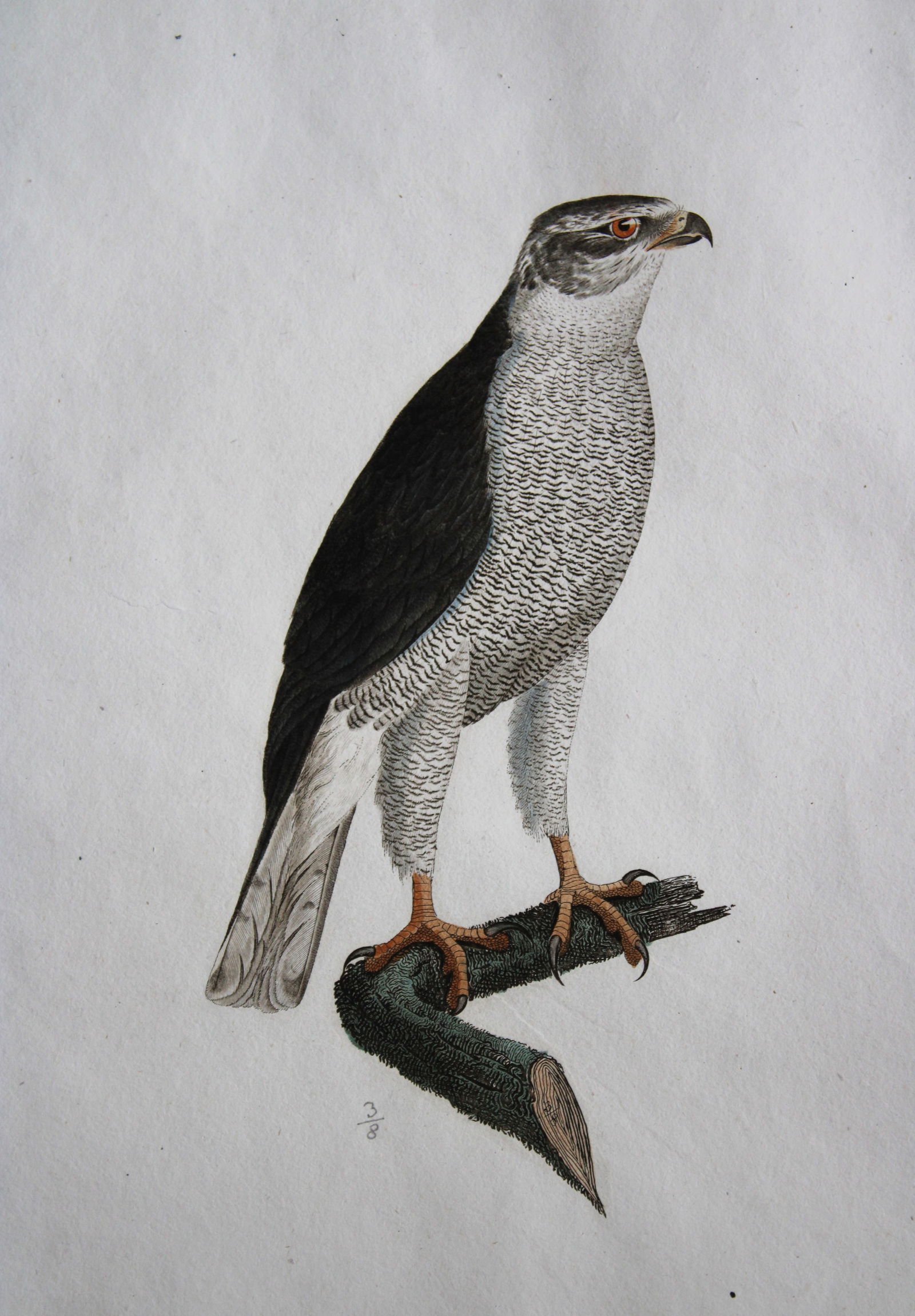 JC Susemihl - Goshawk (Falco palumbarius) 1800 (1 of 2)
