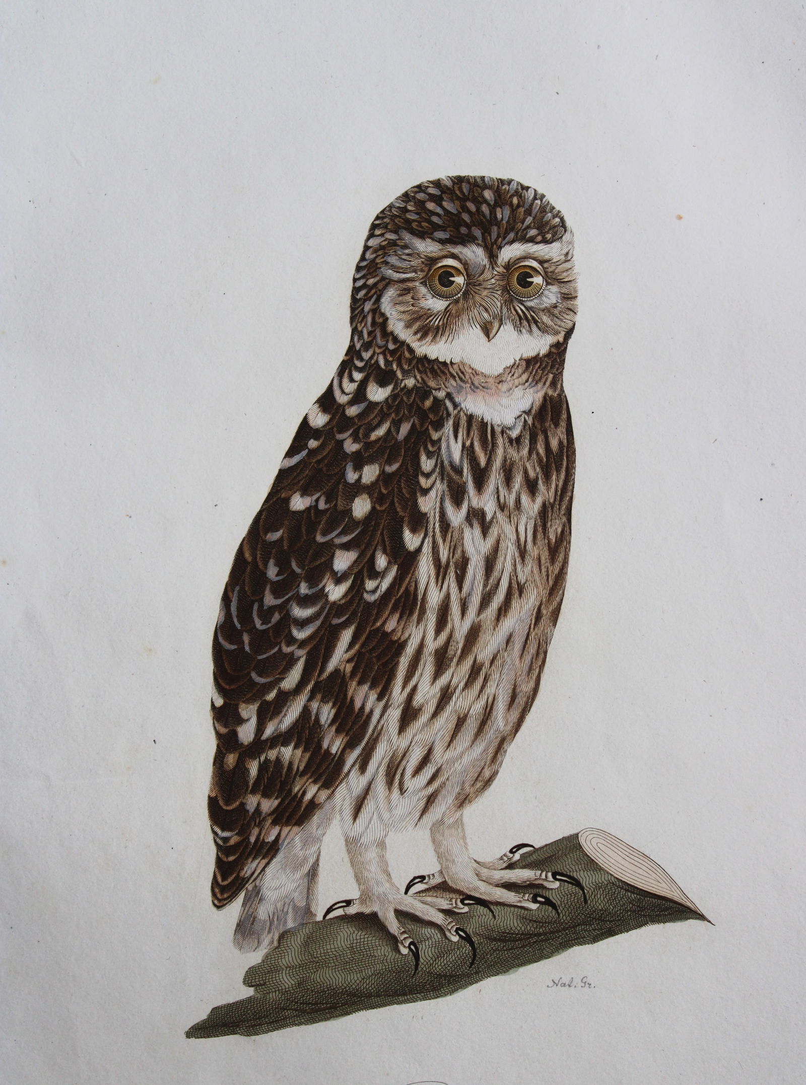 JC Susemihl - Little Owl (Strix noctua) 1800 (1 of 3)