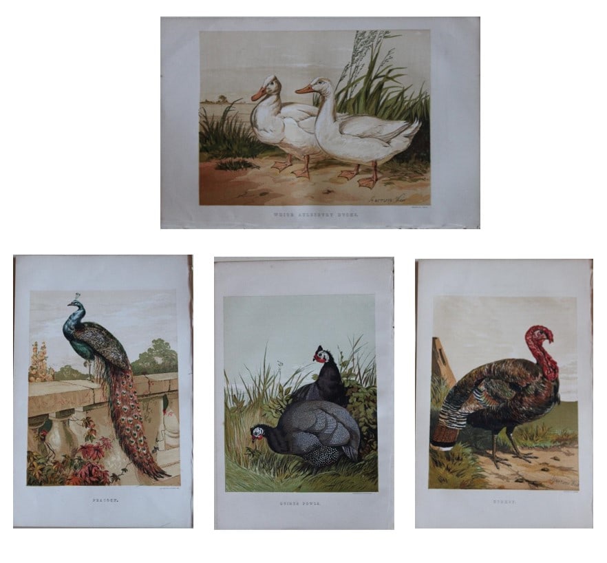 Harrison Weir - 4 poulty prints 1867: These chromolithograph prints are after drawings by Harrison Weir and are from The Poultry Book by WB Tegetmeier, published by George Routledge and Sons, London 1867. The birds illustrated are White A