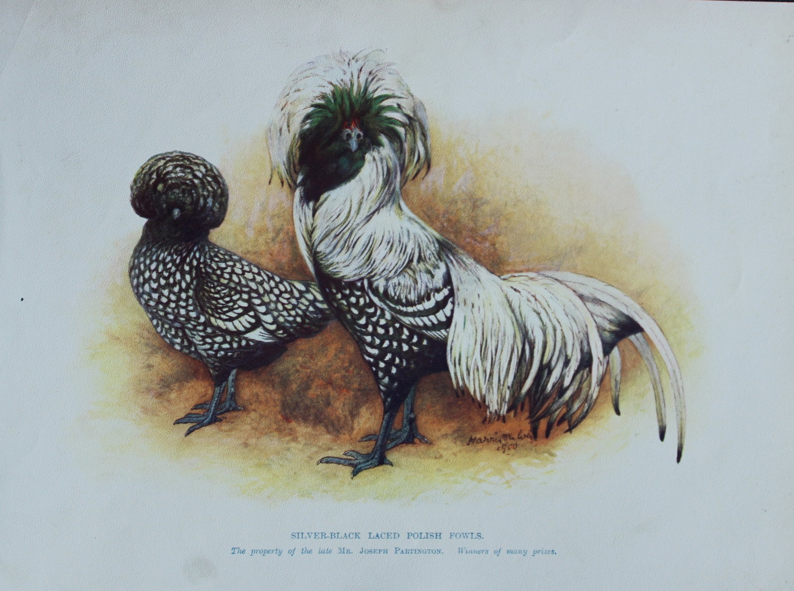 Harrison Weir - 4 poulty prints 1902: These coloured photogravure plates were drawn by Harrison Weir and are from Our Poultry And All About Them, published by Hutchinson & Co, London 1902.Harrison Weir was a natural history artist, poultr