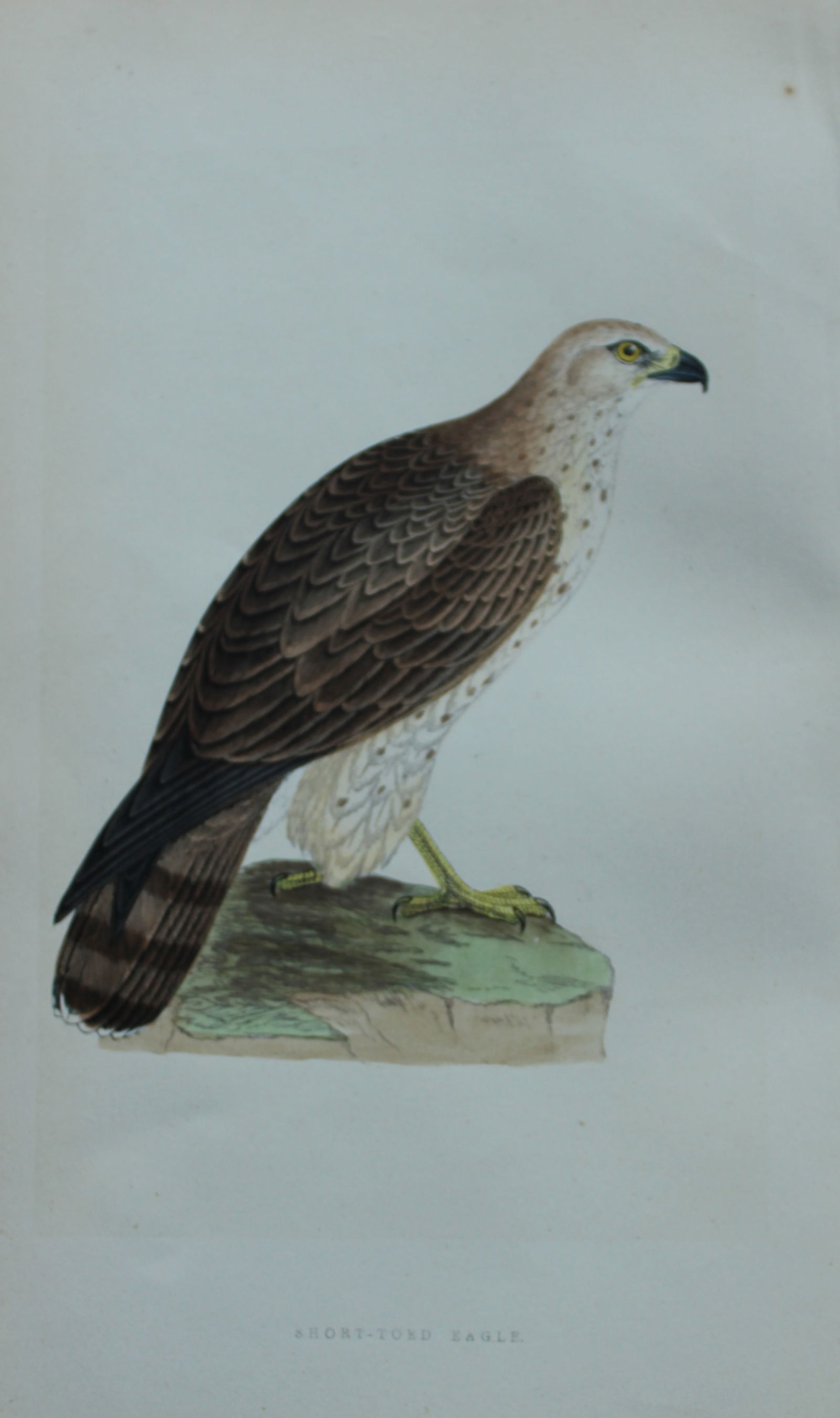 Charles Bree - 4 prints of Eagles from Birds of Europe 1866: These hand-coloured wood engravings are from the History of the Birds of Europe, not observed in the British Isles by Charles Robert Bree, FZS and published by Groombridge and Sons, London. 1866, firs