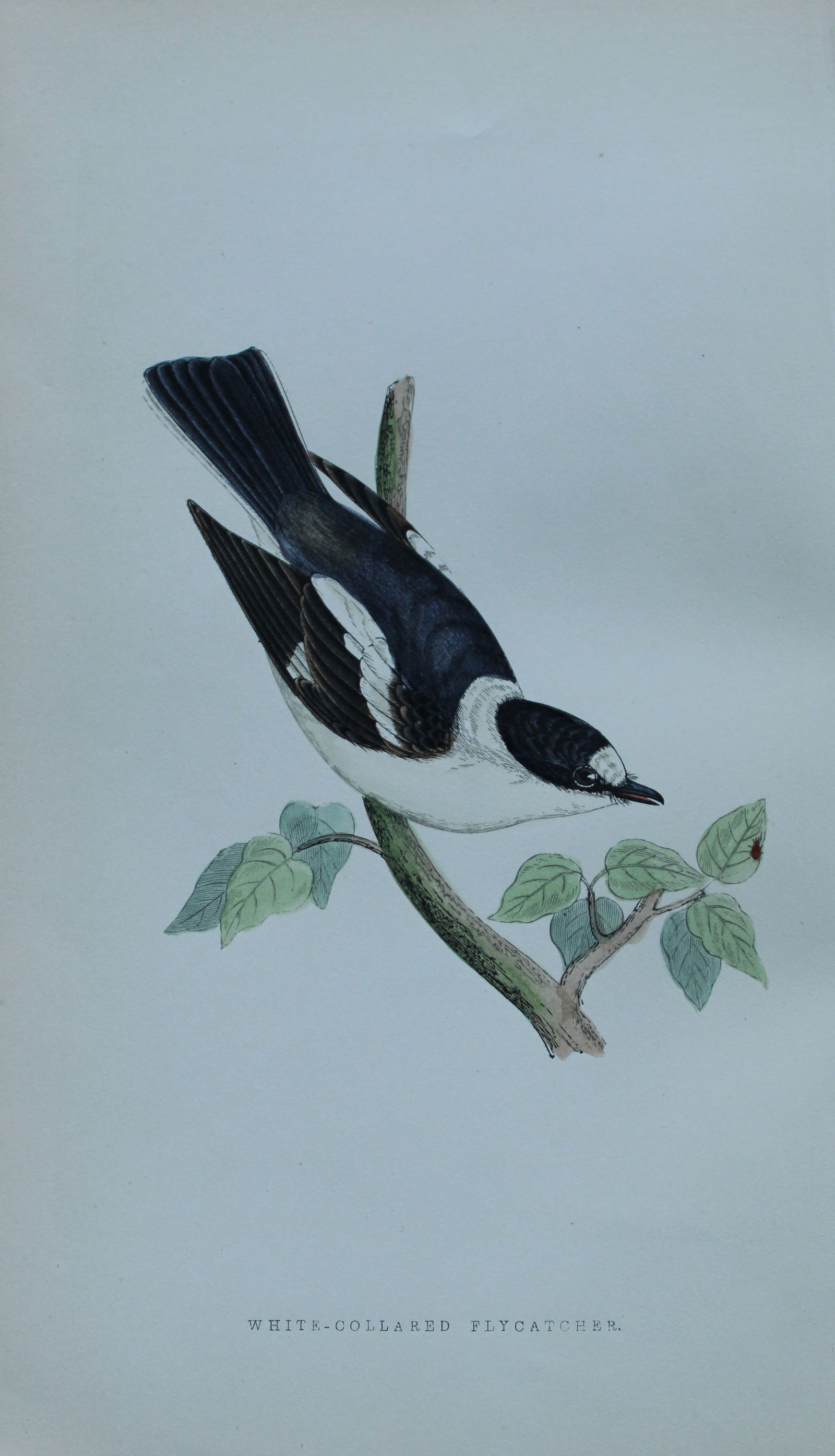 Charles Bree - 4 prints of Redstarts and Flycatchers 1866: These hand-coloured wood engravings are from the History of the Birds of Europe, not observed in the British Isles by Charles Robert Bree, FZS and published by Groombridge and Sons, London. 1866, firs