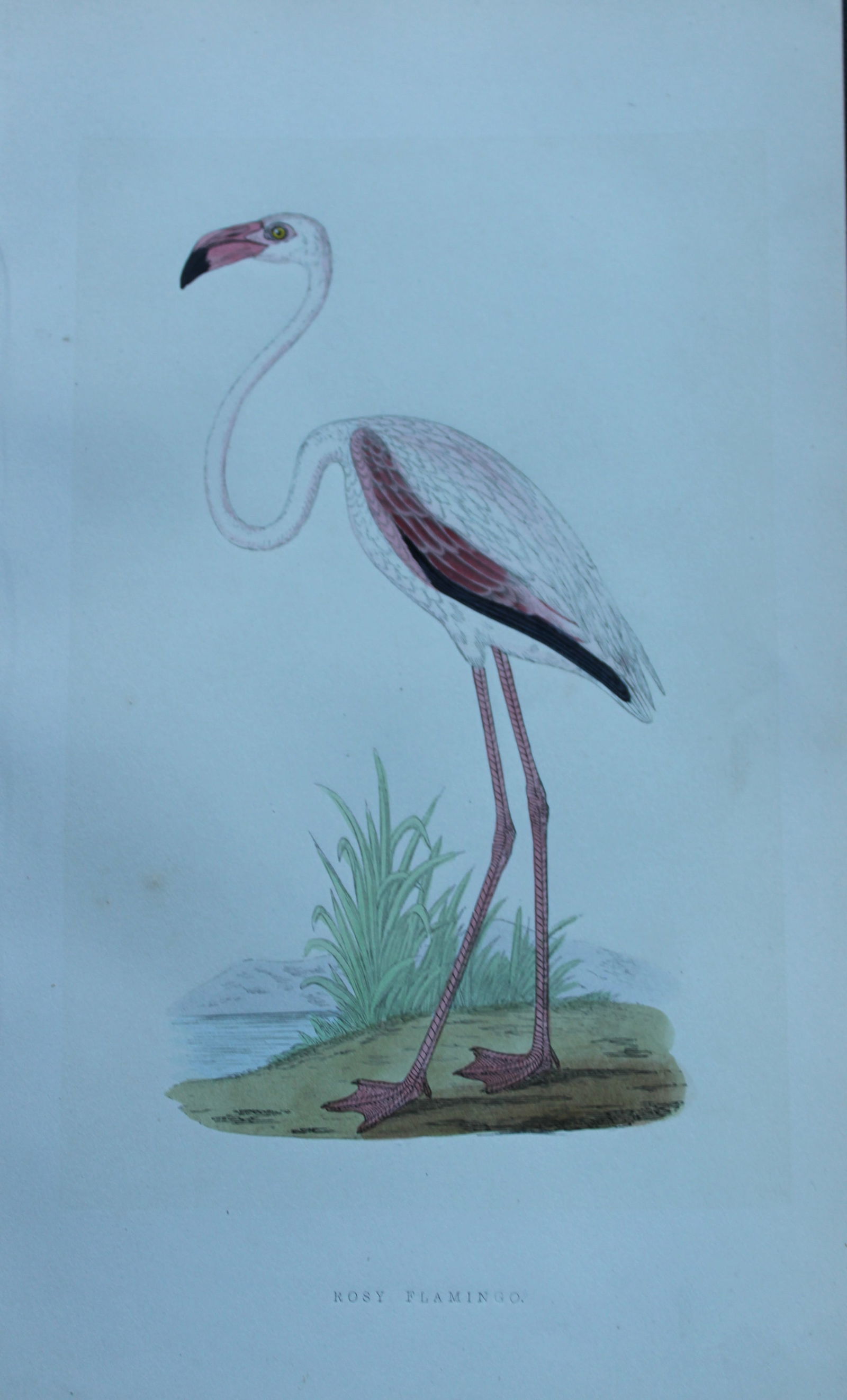 Charles Bree - 5 prints of Cranes and Ibis 1866: These hand-coloured wood engravings are from the History of the Birds of Europe, not observed in the British Isles by Charles Robert Bree, FZS and published by Groombridge and Sons, London. 1866, firs