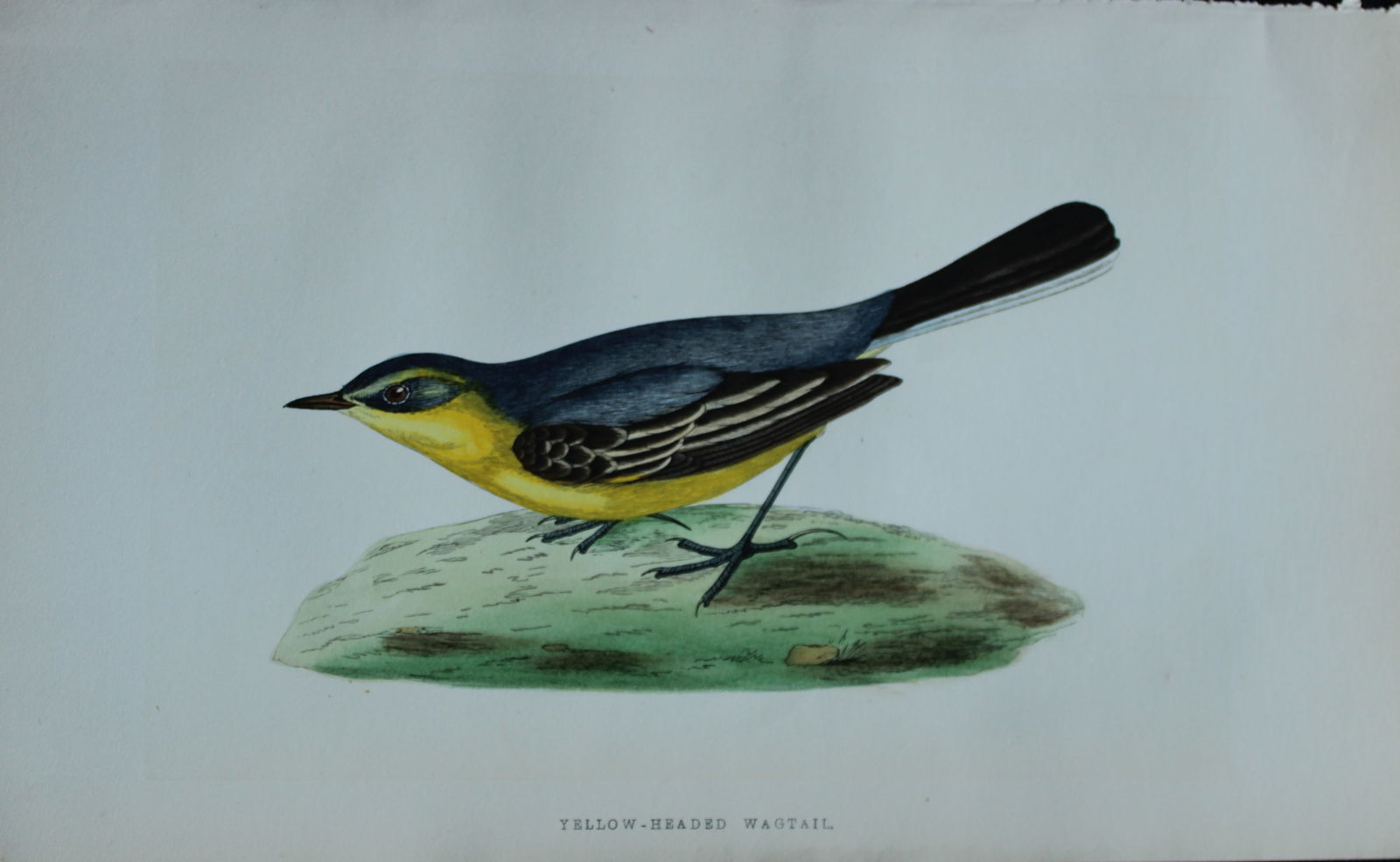 Charles Bree - 4 prints of Wagtails from Birds of Europe 1866: These hand-coloured wood engravings are from the History of the Birds of Europe, not observed in the British Isles by Charles Robert Bree, FZS and published by Groombridge and Sons, London. 1866, firs