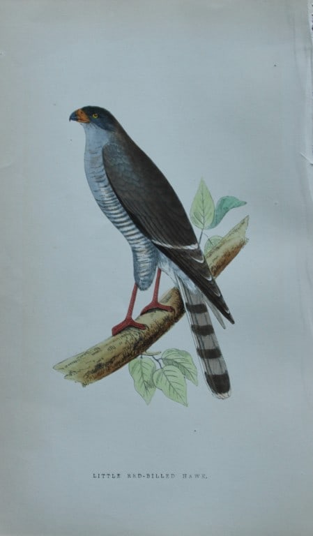 Charles Bree - 4 prints of Hawks from Birds of Europe 1866: These hand-coloured wood engravings are from the History of the Birds of Europe, not observed in the British Isles by Charles Robert Bree, FZS and published by Groombridge and Sons, London. 1866, firs