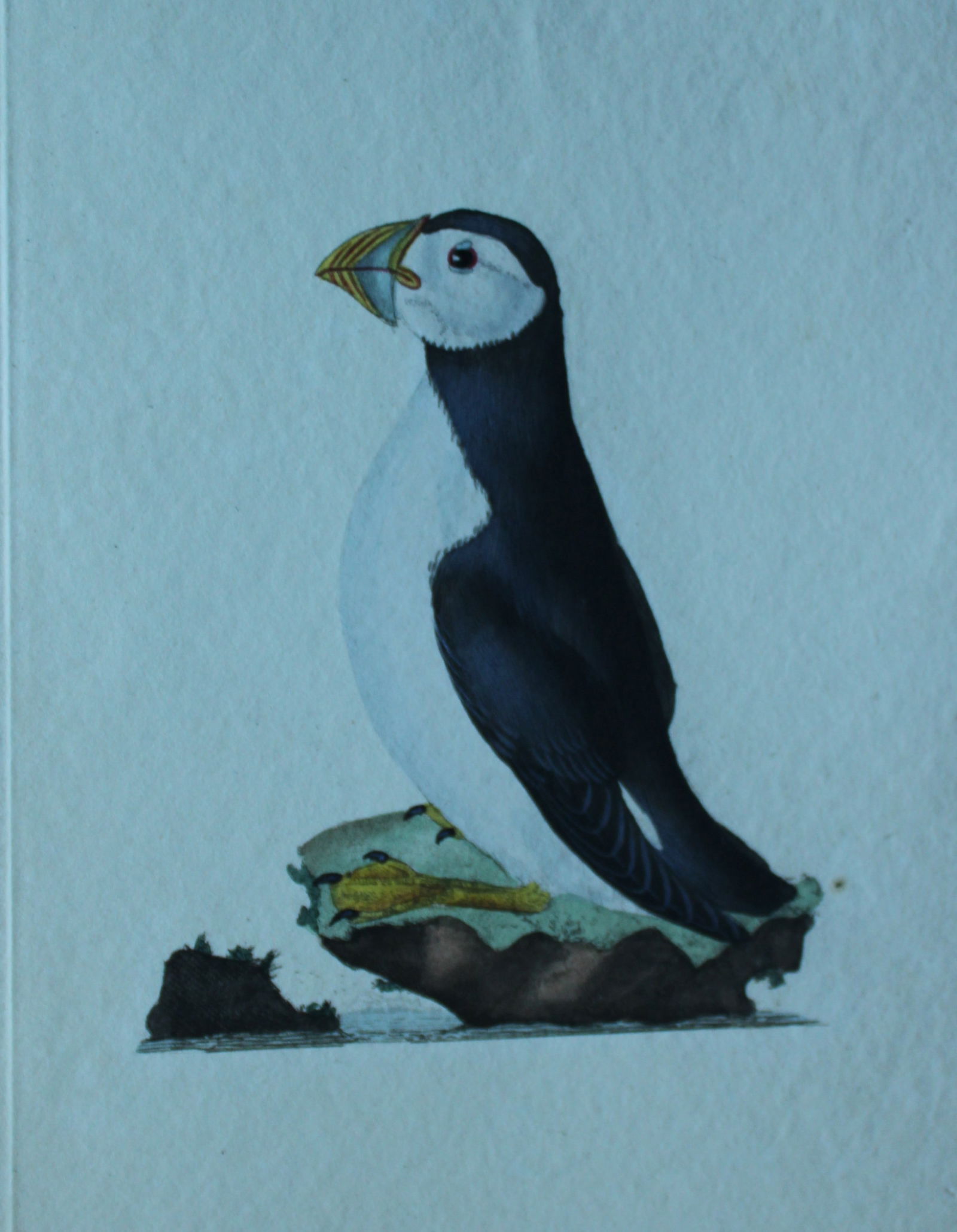 Edward Donovan - 4 engravings of Sea Birds 1794: These hand coloured engravings are from Edward Donovan?s The Natural History of British Birds, published in 1794-1819 in London and printed by F & C Rivington. Size: 5 ?in x 9 ? in (14cm x 23.5cm)