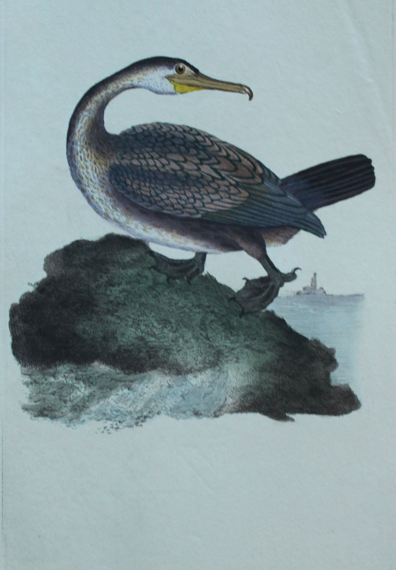 Edward Donovan - 4 engravings of Sea Birds 1794: These hand coloured engravings are from Edward Donovan?s The Natural History of British Birds, published in 1794-1819 in London and printed by F & C Rivington. Size: 5 ?in x 9 ? in (14cm x 23.5cm)