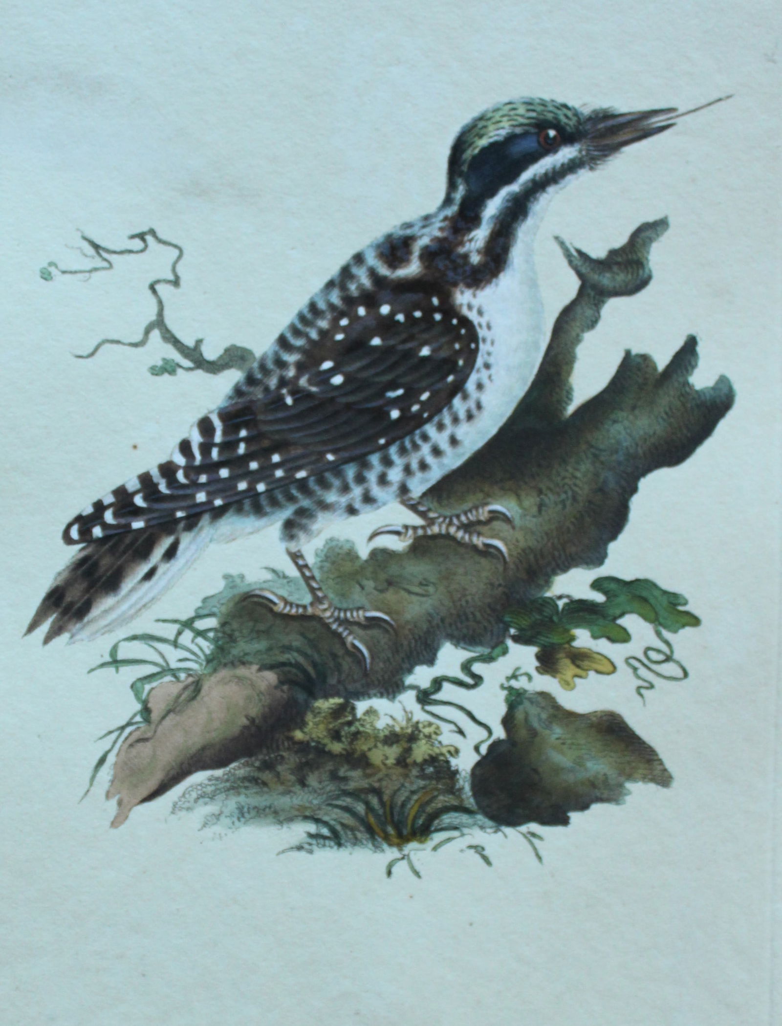 Edward Donovan - 3 engravings of Woodpeckers 1794 (1 of 3)