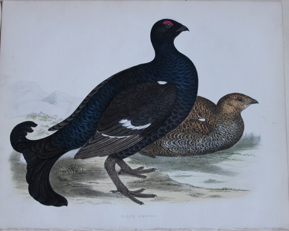 Beverley Morris - 2 prints of Black and Red Grouse 1855: These beautiful hand coloured lithograph are by Beverley Morris from British Game Birds and Wildfowl. Published by Groombridge and Sons, London 1855. Lithographed by Benjamin Fawcett. Size: 12in x 9.2
