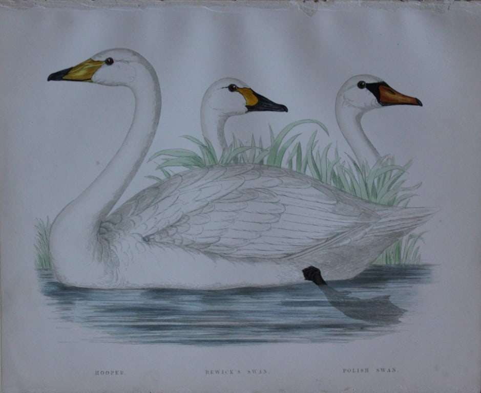 Beverley Morris - 2 prints of Canada Goose and Bewick's Swan 1855 (1 of 2)