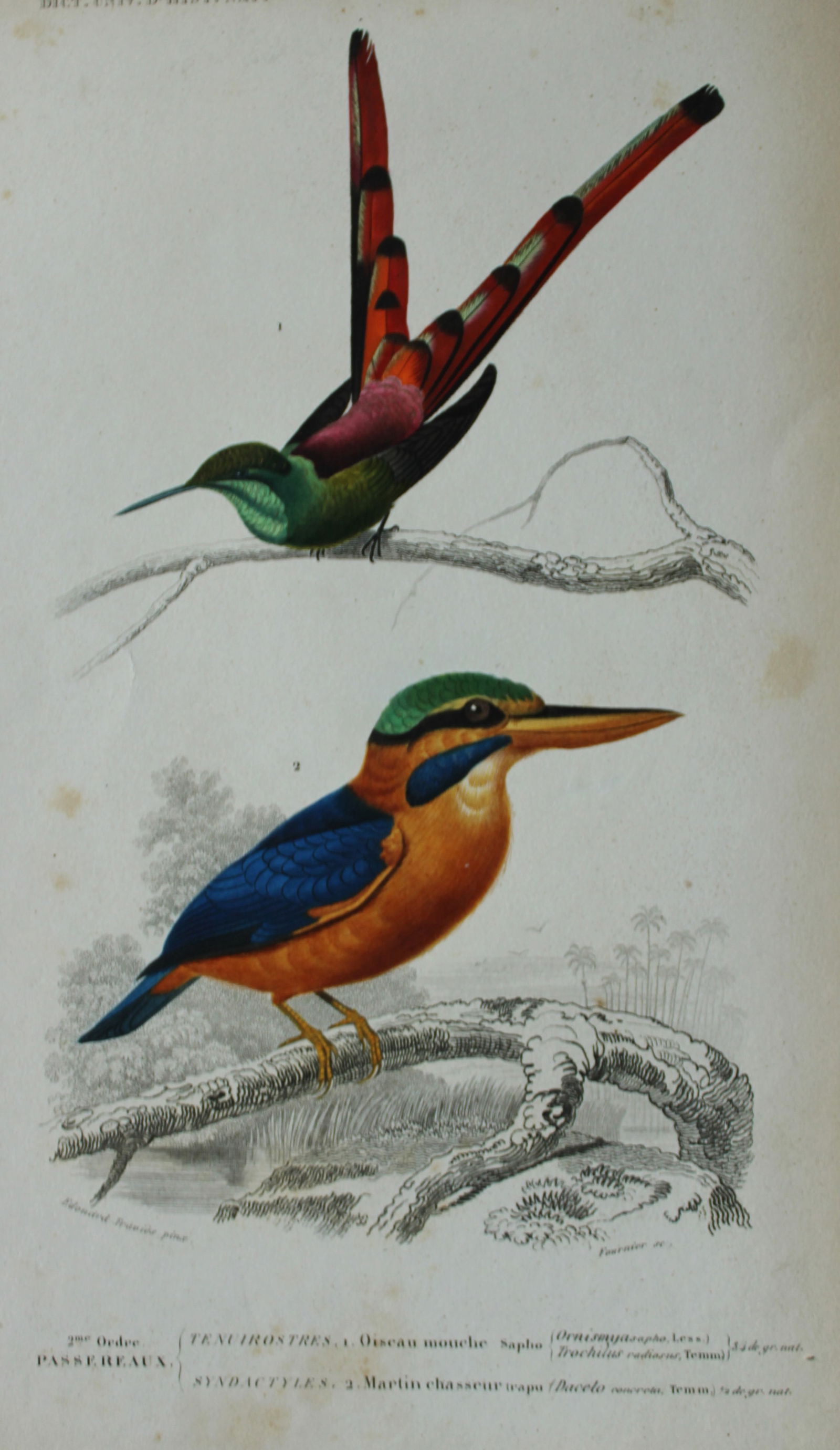 Edouard Travies  - 3 bird prints from Dict. Univ. 1849 (1 of 3)