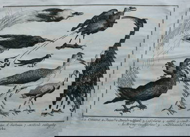 Jakob van der Schley - Birds of Paradise 1747 (1 of 1)