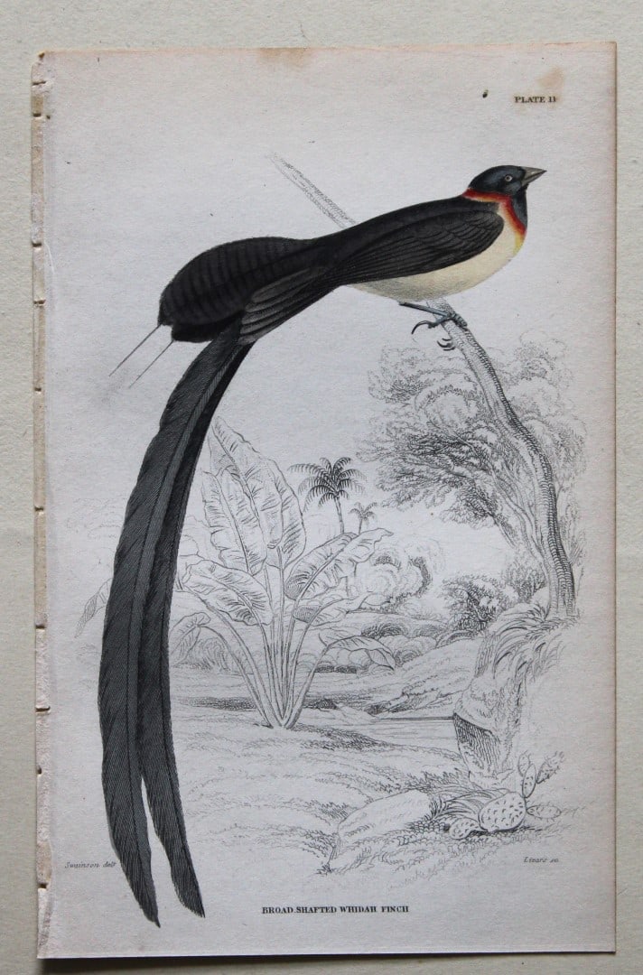 William Swainson - 3 Birds of Western Africa 1837 (1 of 3)
