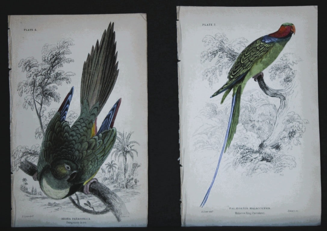 Edward Lear - 2 engravings of parrots 1836: These original hand-coloured steel engravings are from Parrots, Volume X of the Naturalist's Library series, published by Chatto & Windus, London 1836.The parrots were drawn by Edward Lear and engrave