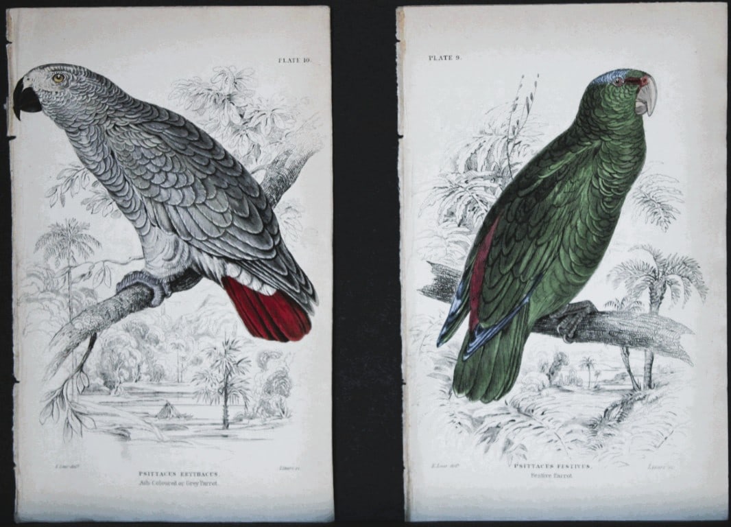 Edward Lear - 2 engravings of parrots 1836: These original hand-coloured steel engravings are from Parrots, Volume X of the Naturalist's Library series, published by Chatto & Windus, London 1836.The parrots were drawn by Edward Lear and engrave