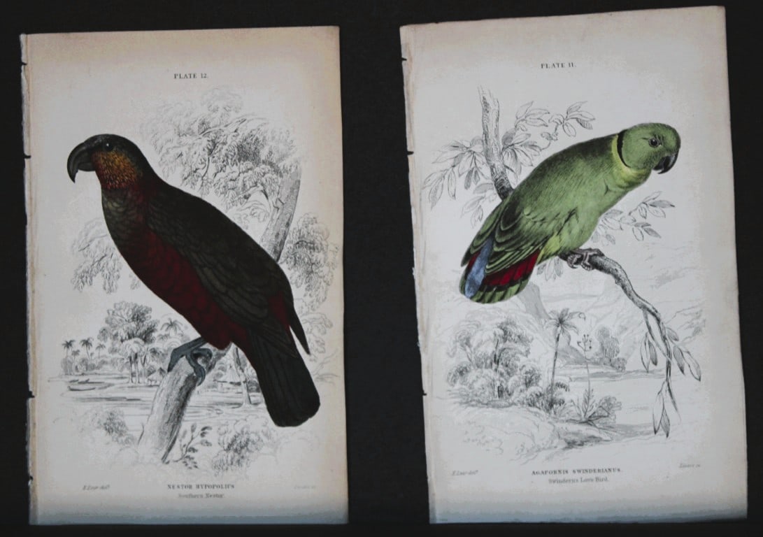 Edward Lear - 2 engravings of parrots 1836: These original hand-coloured steel engravings are from Parrots, Volume X of the Naturalist's Library series, published by Chatto & Windus, London 1836.The parrots were drawn by Edward Lear and engrave