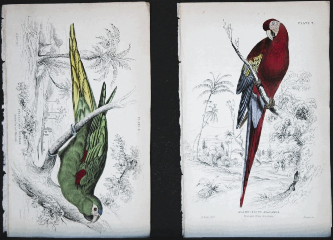 Edward Lear - 2 engravings of parrots 1836 (1 of 1)