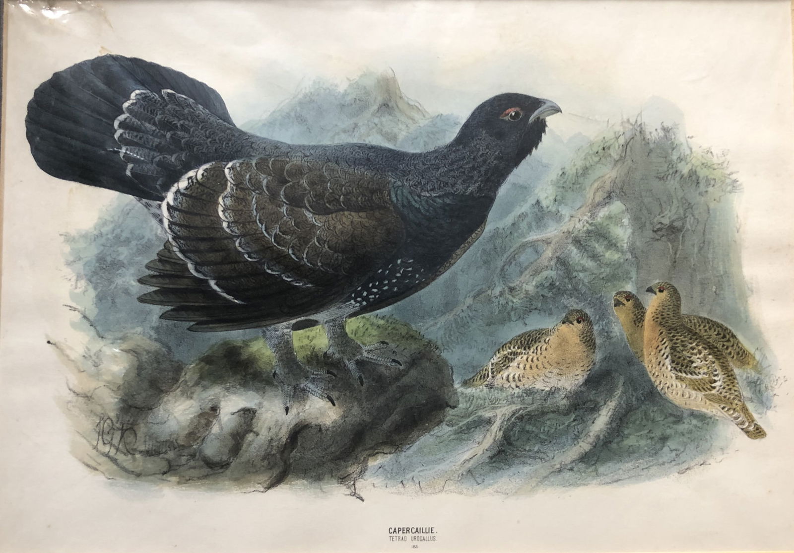 JG Keulemans & Dresser - Capercaillie 1871: This beautiful chromolithograph is by John Gerrard Keulemans and is from Henry Eeles Dresser's classic The History of the Birds of Europe,1871-81.They were signed J.G. Keulemans, or by the last name a