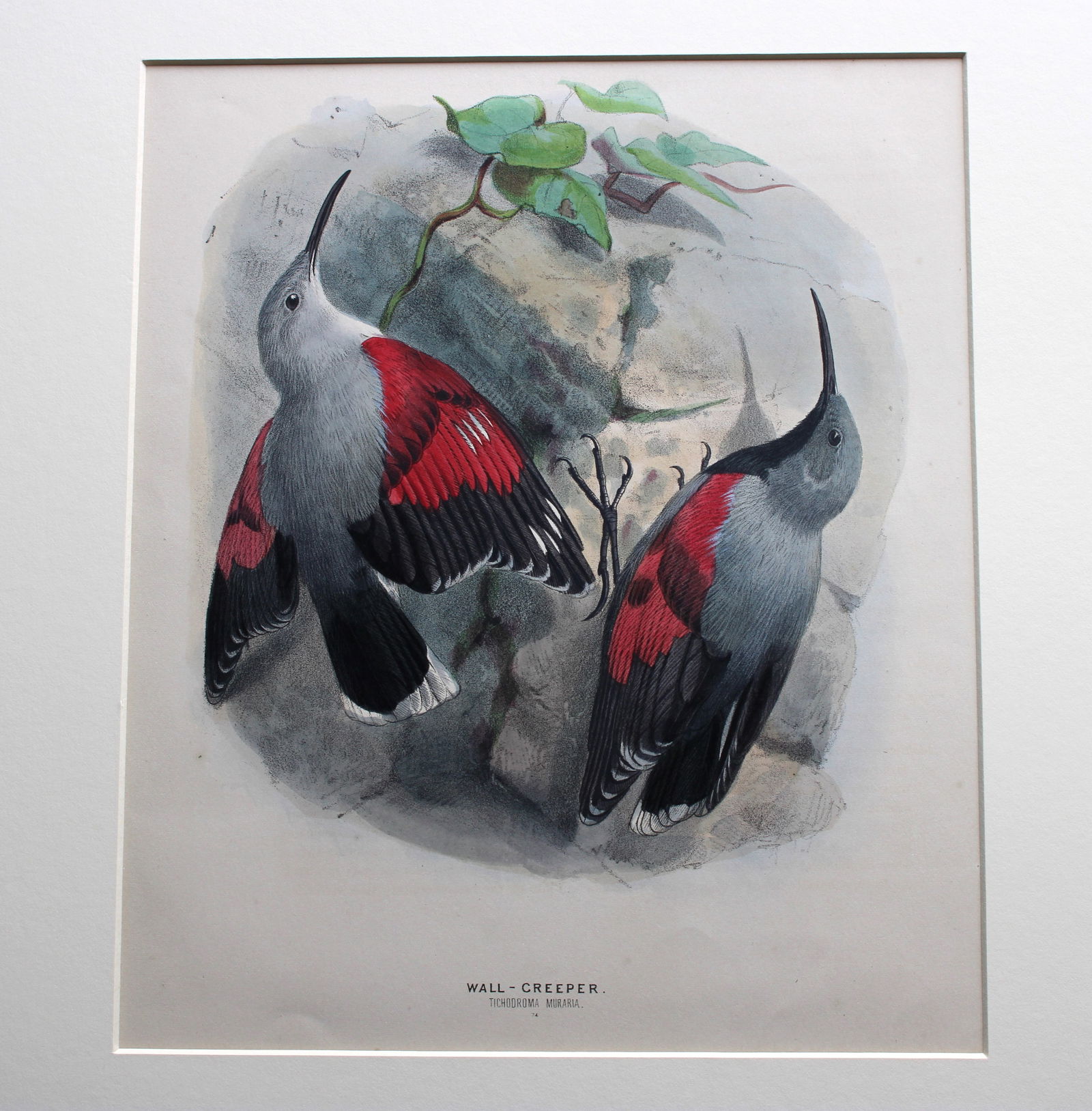 JG Keulemans & Dresser - Wall Creeper 1871: This beautiful chromolithograph is by John Gerrard Keulemans and is from Henry Eeles Dresser's classic The History of the Birds of Europe,1871-81.They were signed J.G. Keulemans, or by the last name a