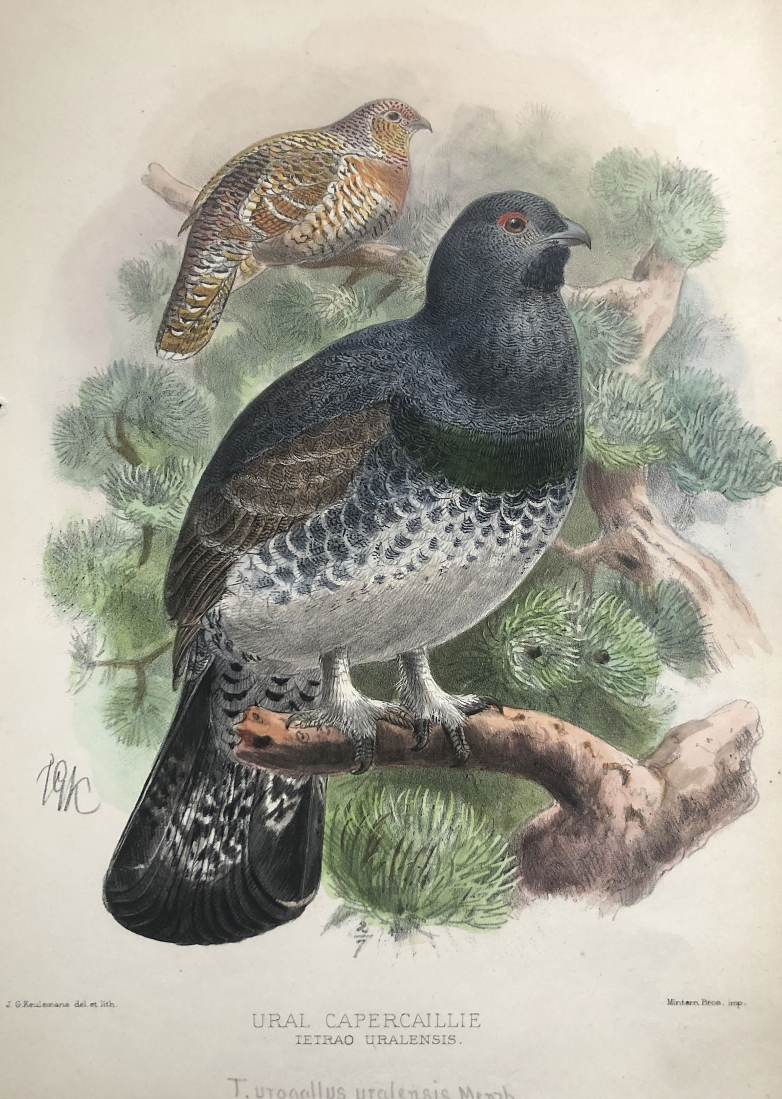 JG Keulemans & Dresser - Ural Capercaillie 1871: This beautiful chromolithograph is by John Gerrard Keulemans and is from Henry Eeles Dresser's classic The History of the Birds of Europe,1871-81.They were signed J.G. Keulemans, or by the last name a