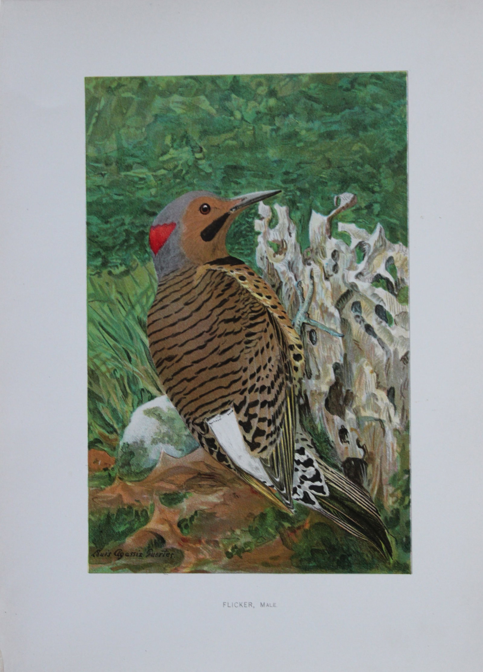 L Agassiz Fuertes - 3 Chromolithographs of birds of New York 1903: These original antique chromolithographs are by Louis Agassiz Fuertes for The Forest, Fish and Game Commission, Albany, New York 1903.Size: approximately 9.5in x 12in