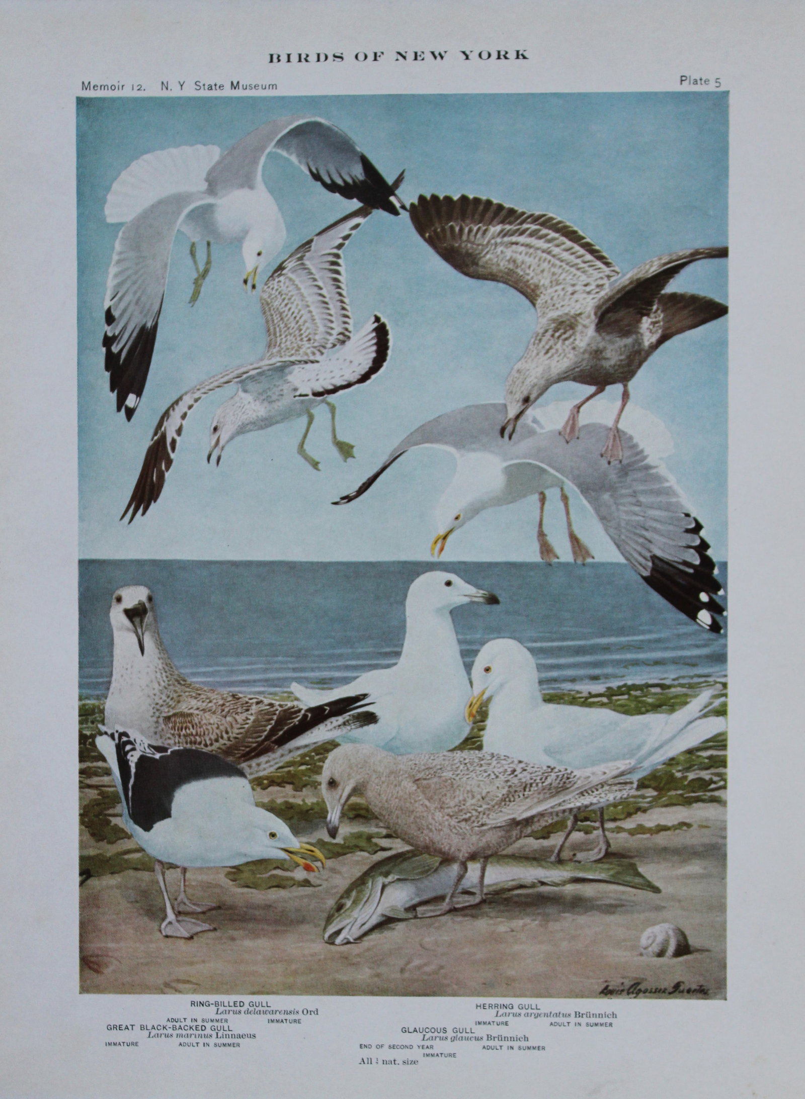 L Agassiz Fuertes - 4 Chromolithographs of Gulls & Terns 1910: These original antique chromolithographs are by Louis Agassiz Fuertes from Birds of New York by Elon Howard Eaton. Published by the University of the State of New York, Albany 1910.Size: approximately