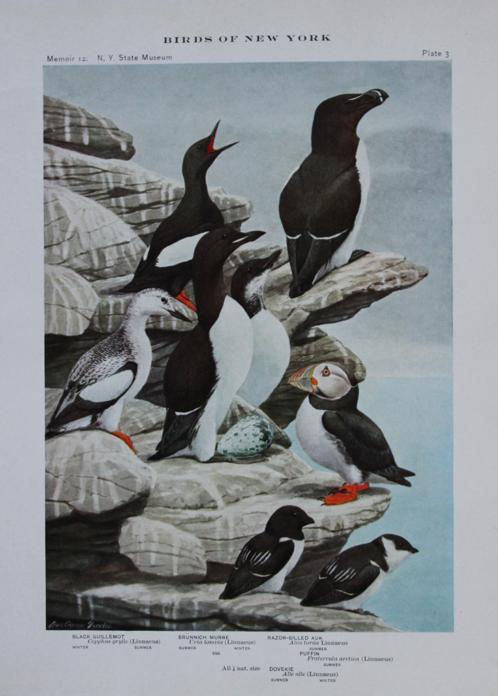 L Agassiz Fuertes - 3 Chromolithographs of Sea Birds 1910: These original antique chromolithographs are by Louis Agassiz Fuertes from Birds of New York by Elon Howard Eaton. Published by the University of the State of New York, Albany 1910.Size: approximately