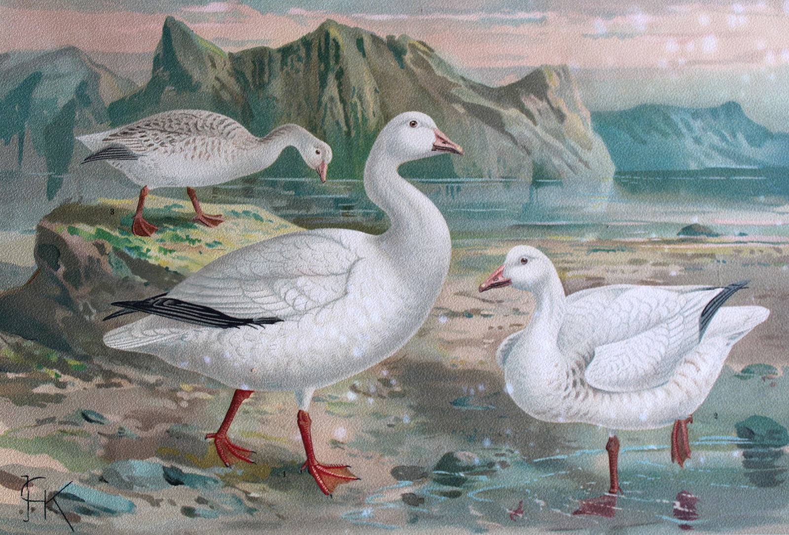 JG Keulemans & Naumann - Snow Goose 1895 (1 of 1)