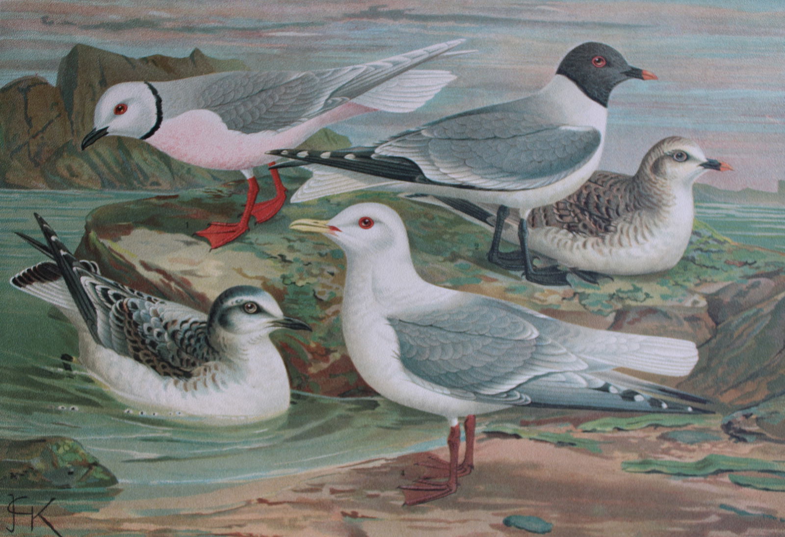 JG Keulemans & Naumann - Gulls 1895 (1 of 1)