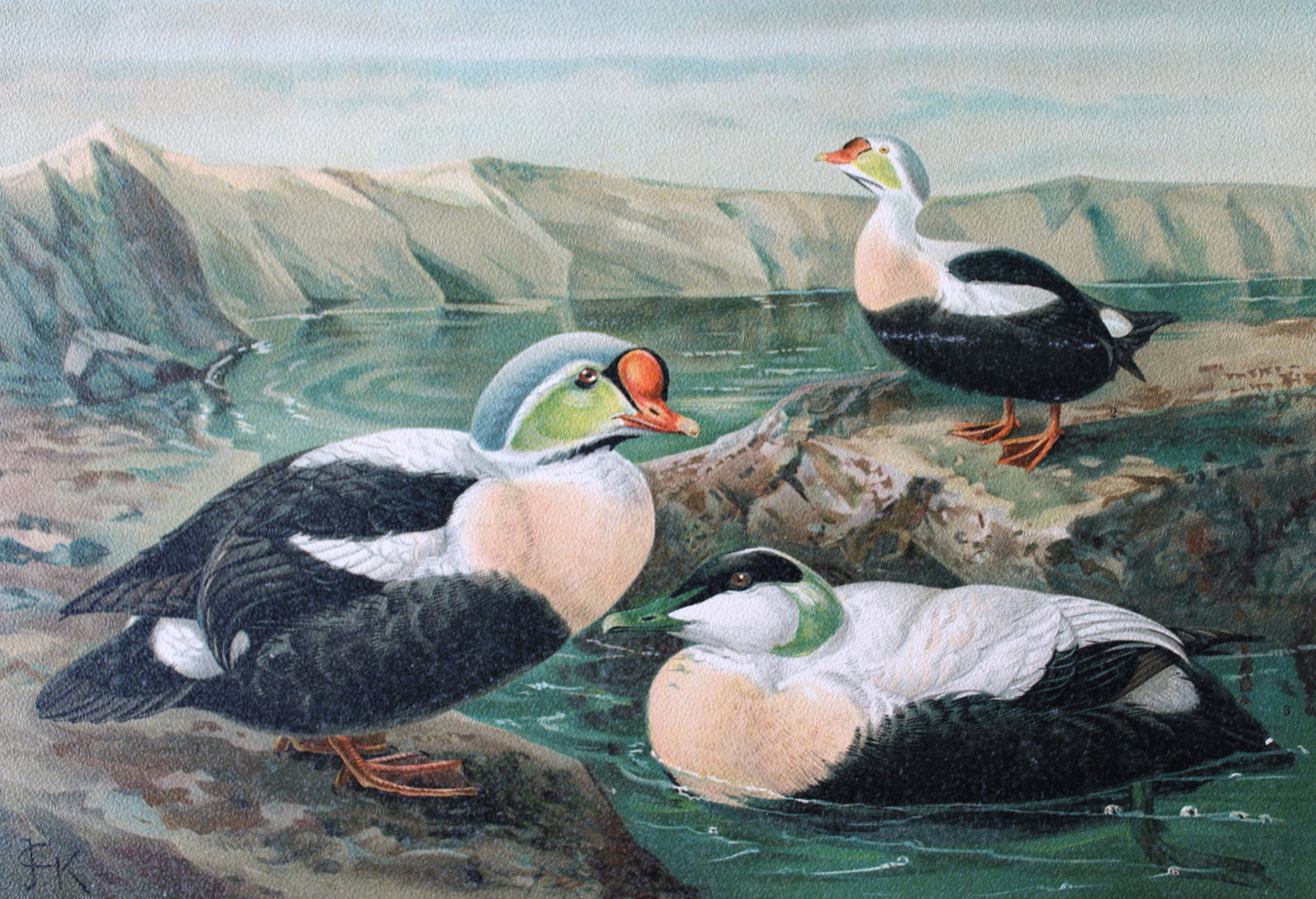 JG Keulemans & Naumann - King Eider 1895: This chromolithograph is from Naturgeschichte der Vogel Mitteleuropas (The Natural History of Birds from Central Europe) by Johann Naumann. Published 1895-1905 by Gera, Untermhaus.The illustrators in 