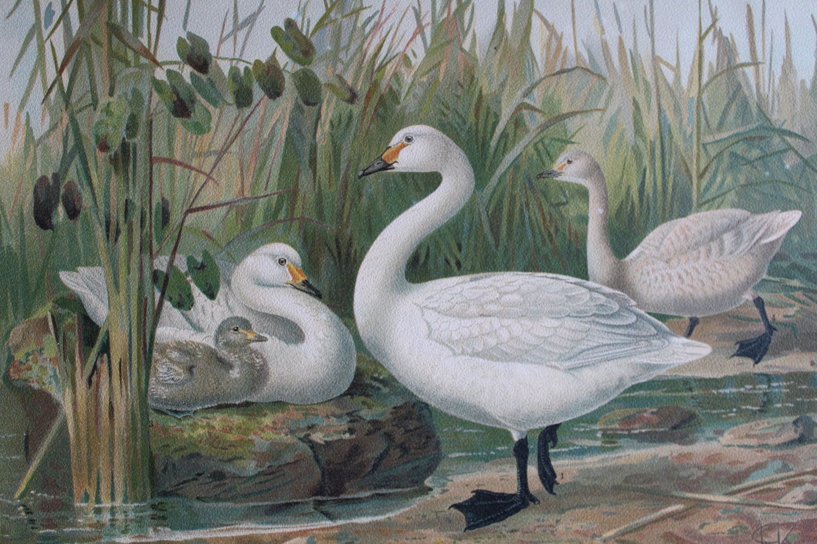 JG Keulemans & Naumann -  Bewick's Swan 1895 (1 of 1)