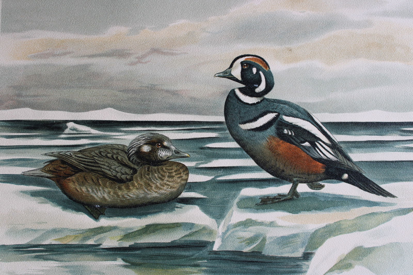 Kleinschmidt & Naumann - Harlequin Duck 1895 (1 of 1)