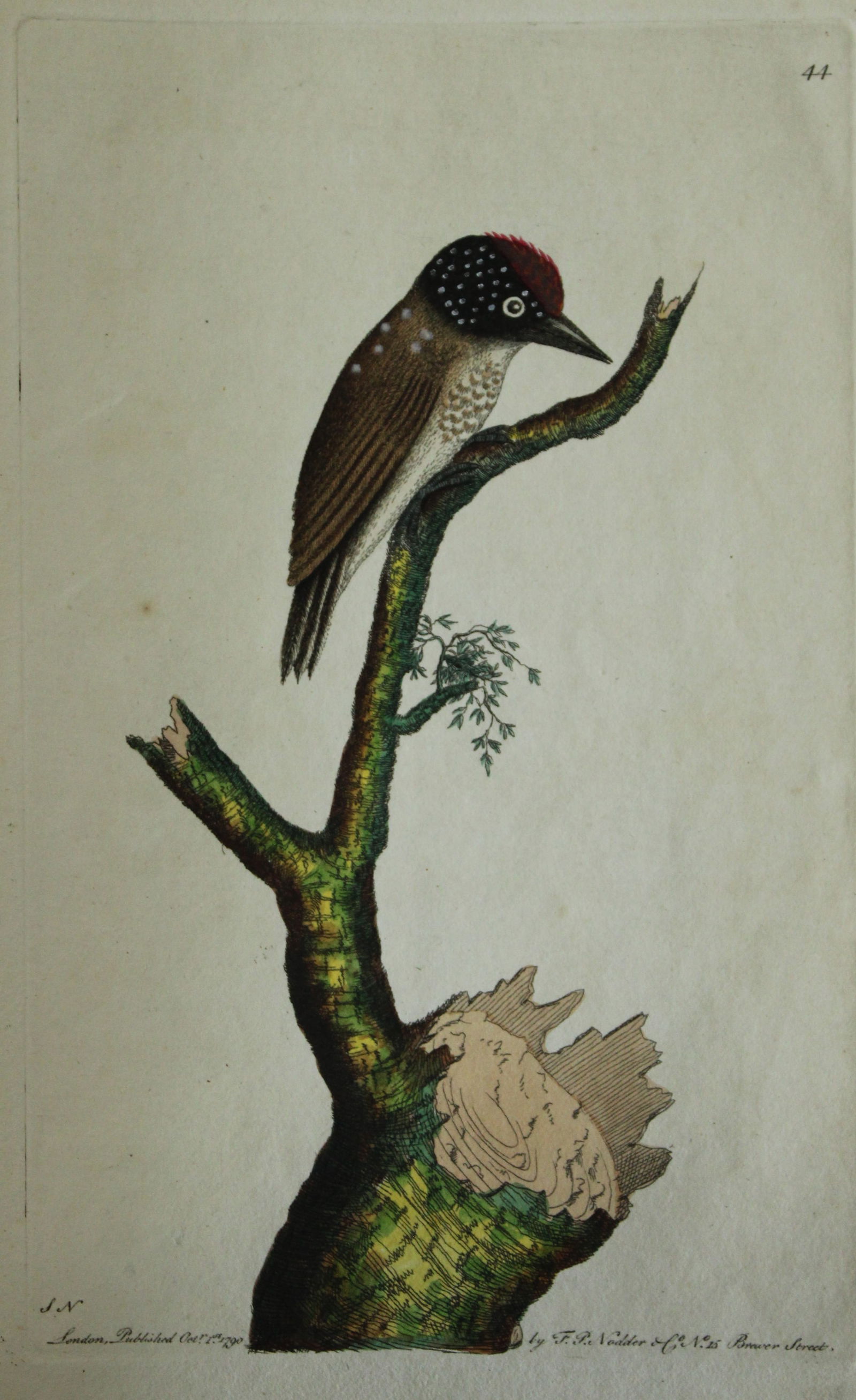 Frederick Nodder - Little Woodpecker 1790: This beautiful copper engraving with original hand colouring is from The Naturalist's Miscellany by George Shaw and illustrated by Frederick P Nodder. Published in London 1790-1813. Size: 9.5in x 5.5i