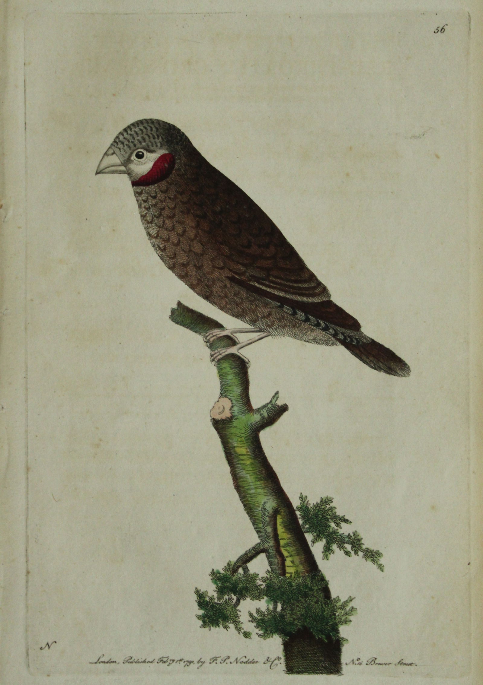 Frederick Nodder - Red-throated Grosbeak 1790: This beautiful copper engraving with original hand colouring is from The Naturalist's Miscellany by George Shaw and illustrated by Frederick P Nodder. Published in London 1790-1813. Size: 9.5in x 5.5i