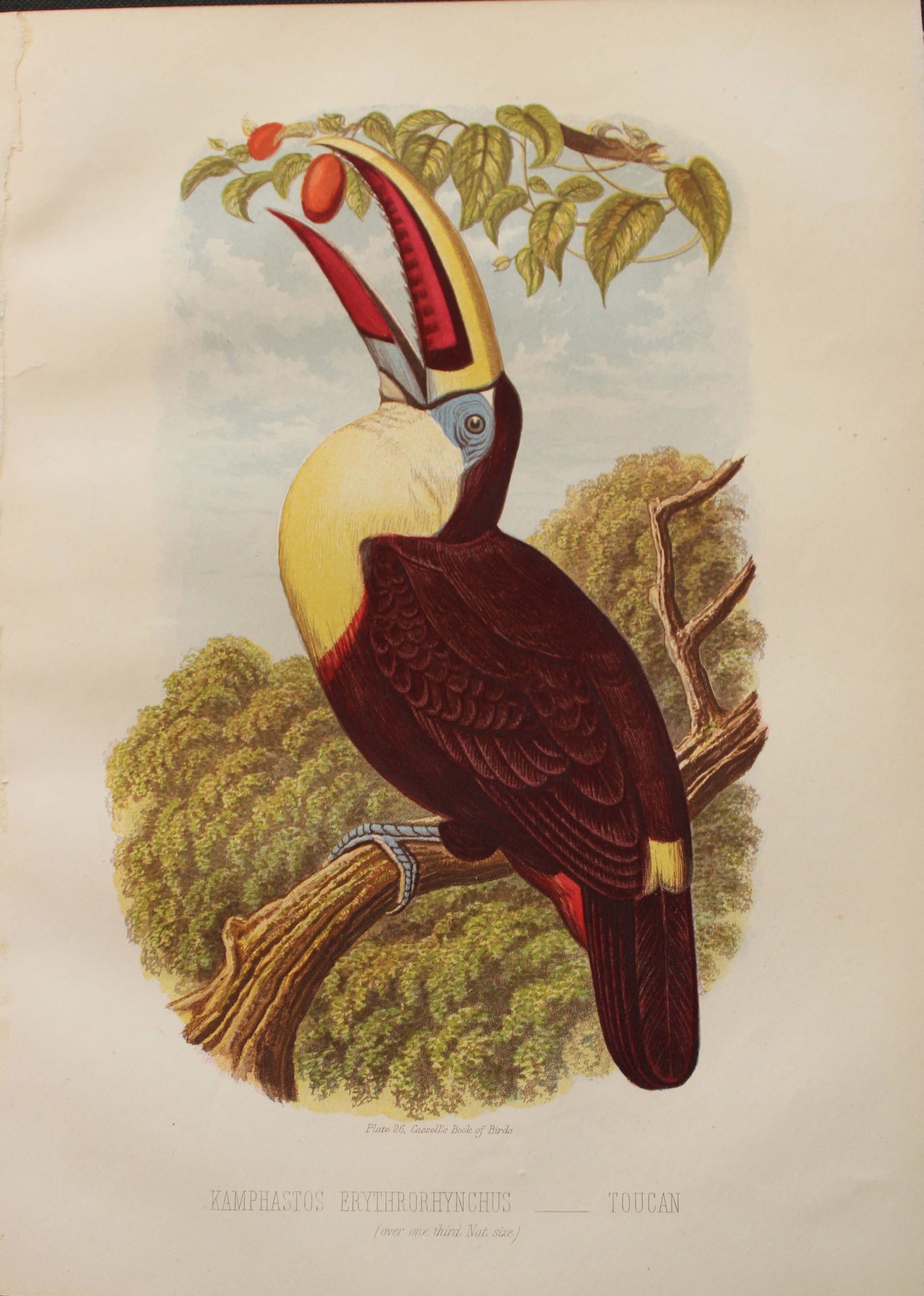 Thomas Rymer Jones - Toucan 1869 (1 of 1)