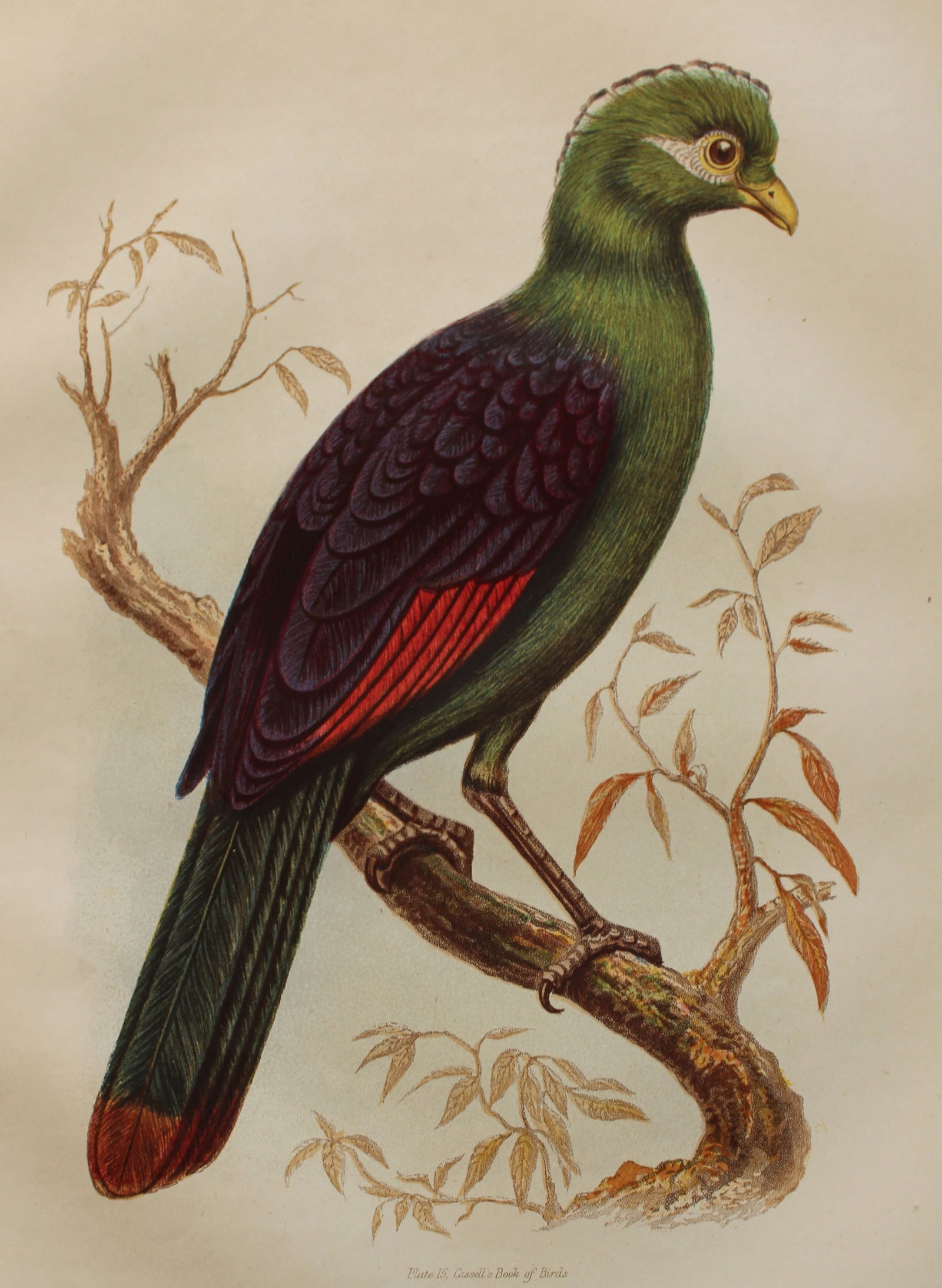 Thomas Rymer Jones - Purple Crested Corythaix 1869 (1 of 1)