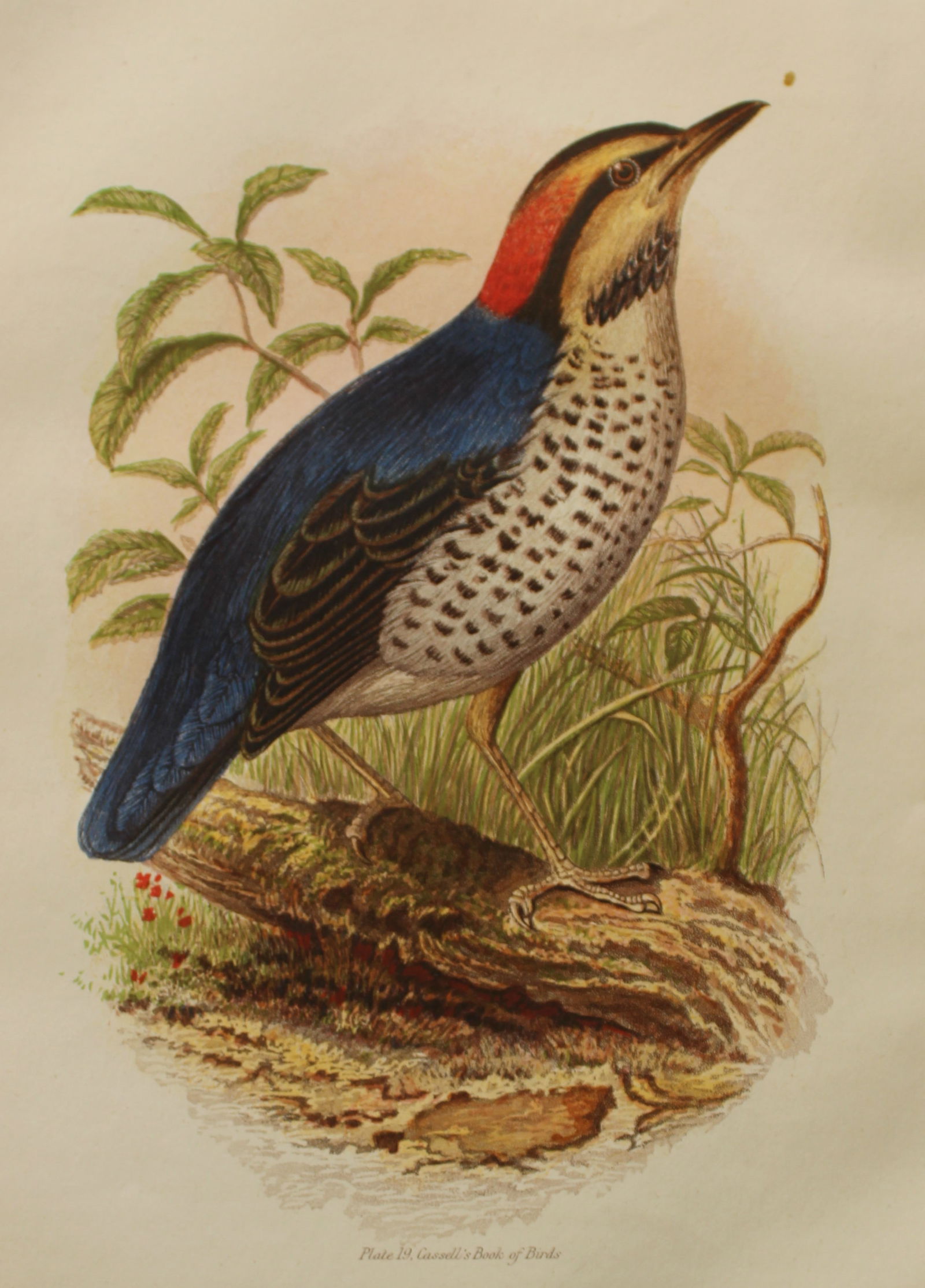 Thomas Rymer Jones - Azure Pitta 1869 (1 of 1)
