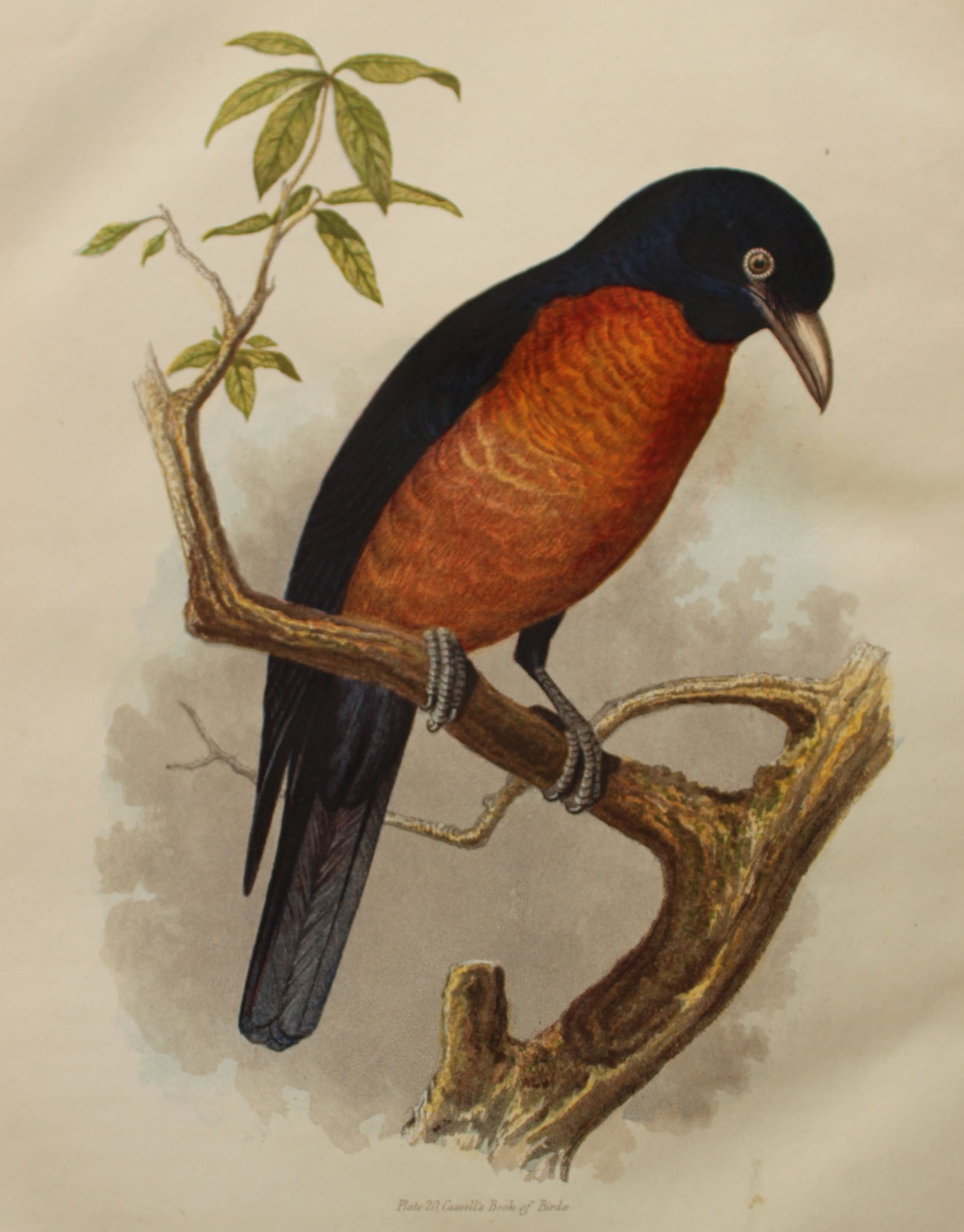 Thomas Rymer Jones - Oronoko Coracina 1869 (1 of 1)