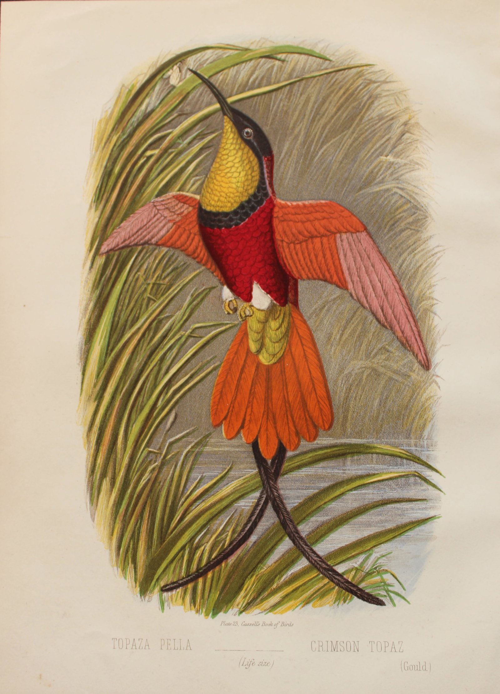 Thomas Rymer Jones - Crimson Topaz Hummingbird 1869: This beautiful print is from Cassell's Book of Birds from the text of Dr Brehm by Thomas Rhymer Jones FRS. Published by Cassell, Petter & Galpin, London 1869.Original antique chromolithograph with bir