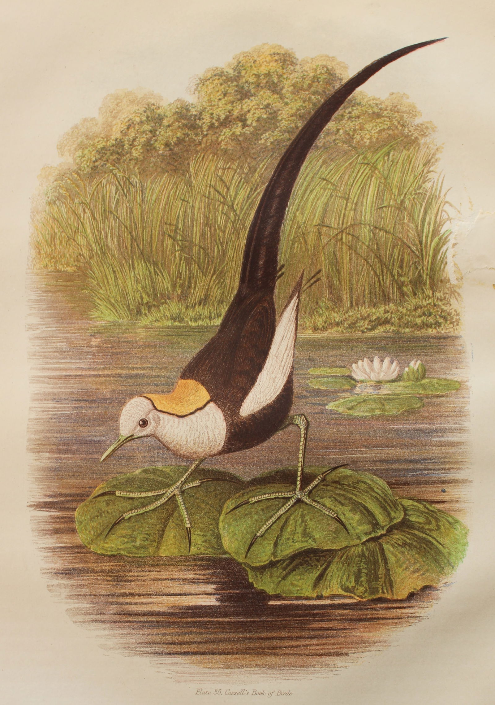 Thomas Rymer Jones - Chinese Jacana 1869 (1 of 1)