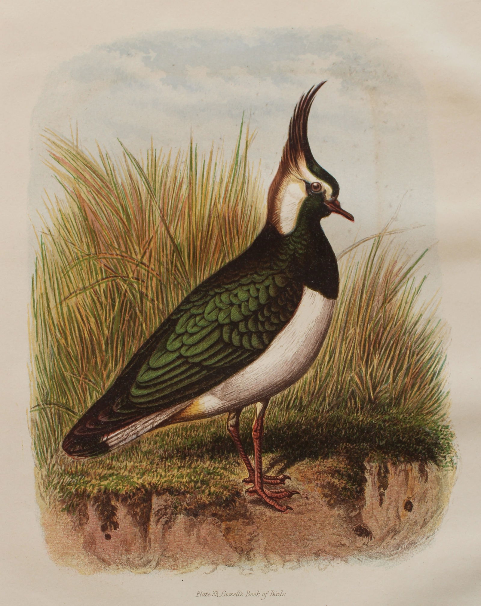 Thomas Rymer Jones - Lapwing 1869 (1 of 1)