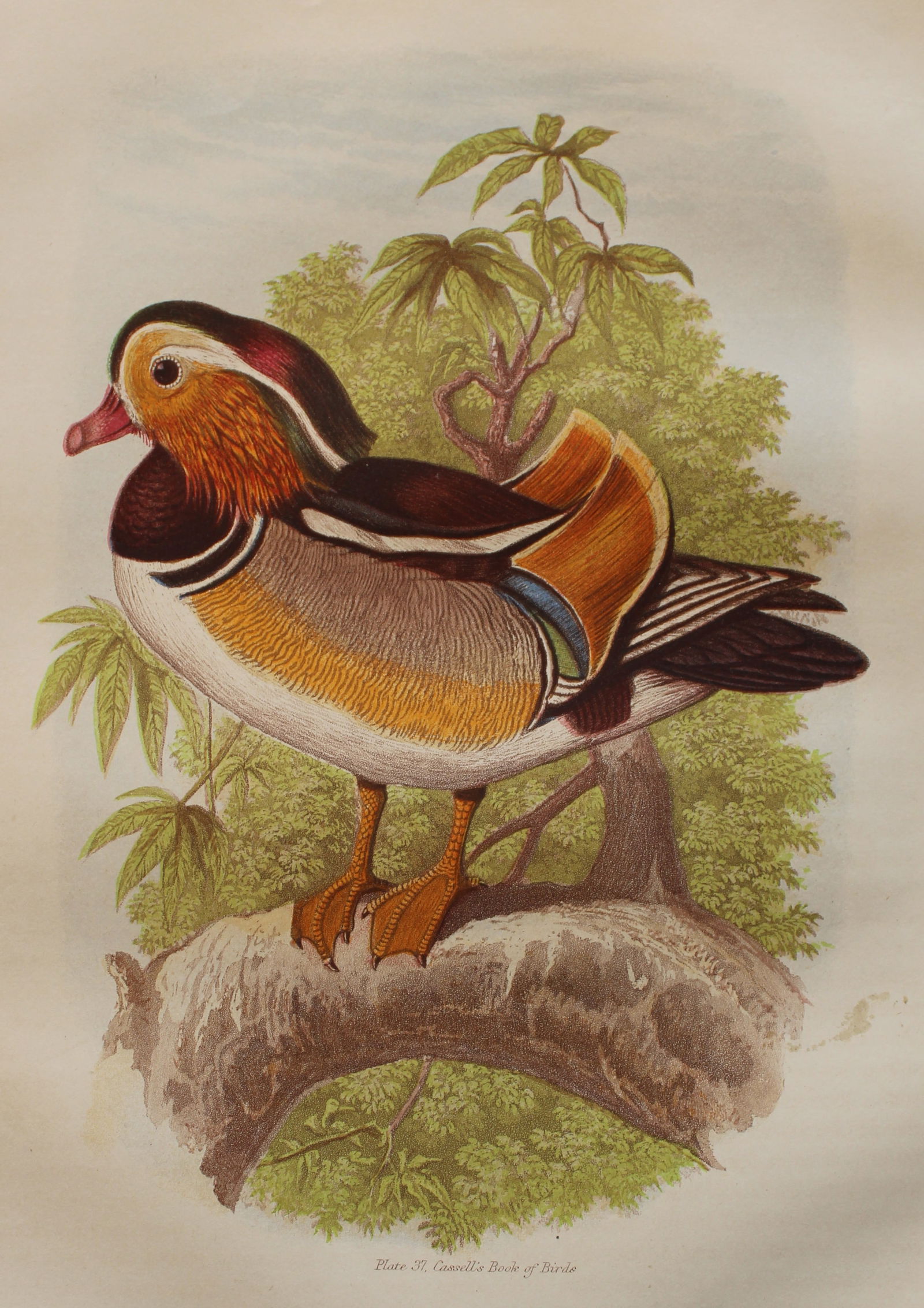 Thomas Rymer Jones - Mandarin Duck 1869 (1 of 1)