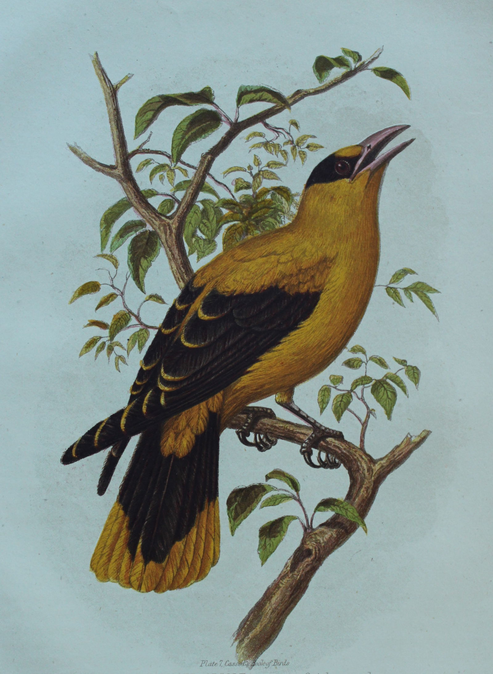 Thomas Rymer Jones - Sharp-billed Oriole 1869 (1 of 1)
